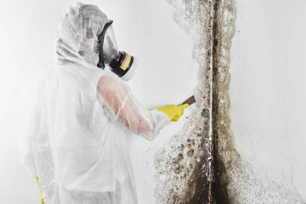 Trusted Balcones Heights, TX Mold Removal Experts