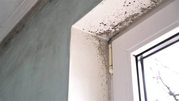 Best Best Mold Removal Companies  in Balcones Heights, TX