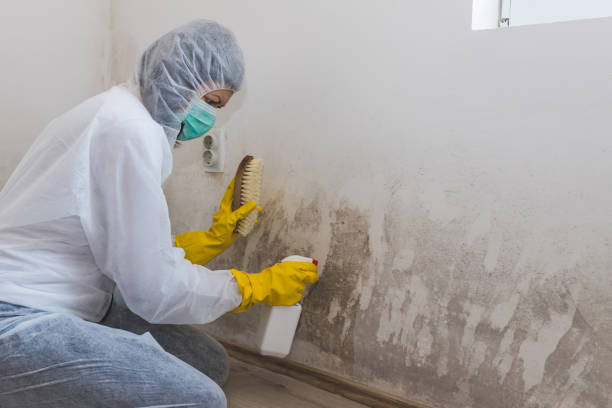 Mold Removal Process in Balcones Heights, TX