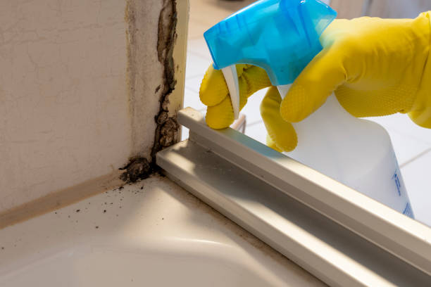 Best Home Mold Removal  in Balcones Heights, TX