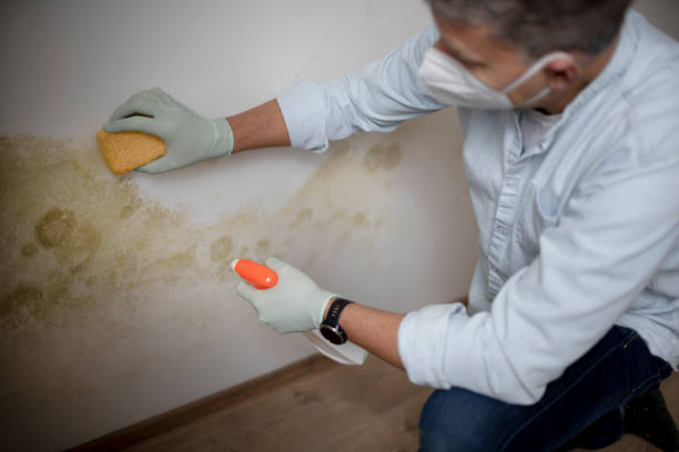 Attic Mold Removal in Balcones Heights, TX