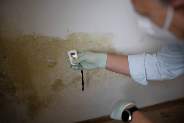 Best Residential Mold Removal  in Balcones Heights, TX