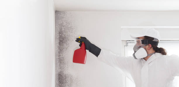 Best Office Mold Removal Services  in Balcones Heights, TX