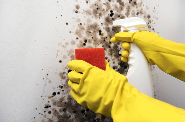 Best Mold Removal Process  in Balcones Heights, TX