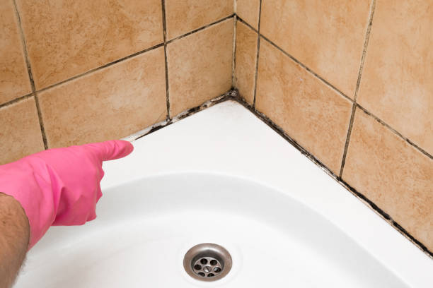 Best Residential Mold Removal  in Balcones Heights, TX